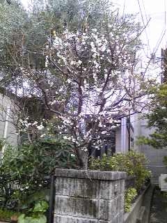 梅の木.JPG