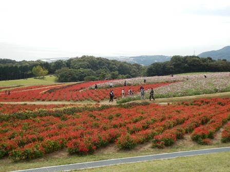 あわじ花さじき1.jpg