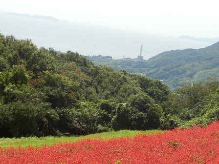 あわじ花さじき10.jpg