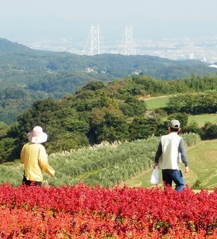 あわじ花さじき10.jpg