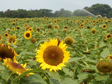 あわじ花さじき10.jpg