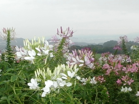 あわじ花さじき10.jpg