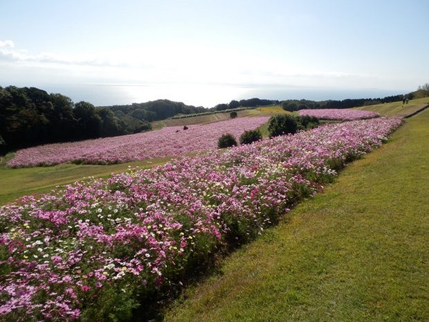 あわじ花さじき11.jpg