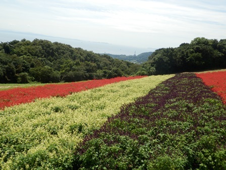 あわじ花さじき11.jpg