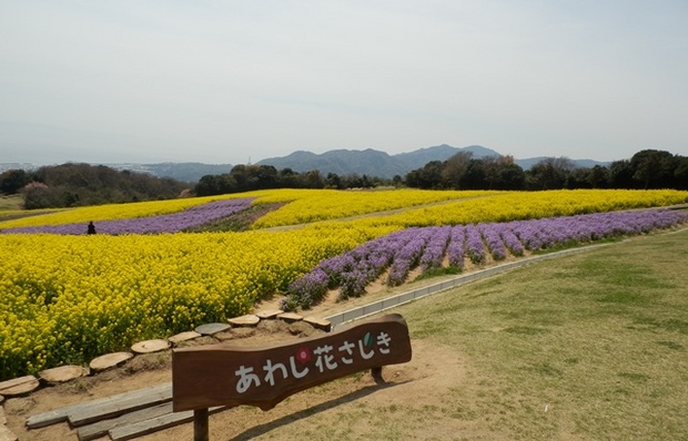 あわじ花さじき15.jpg