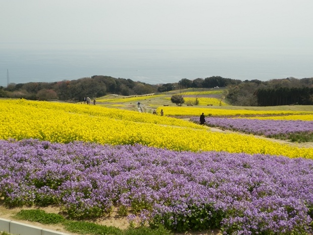 あわじ花さじき16.jpg