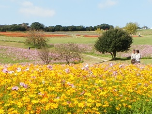 あわじ花さじき16.jpg