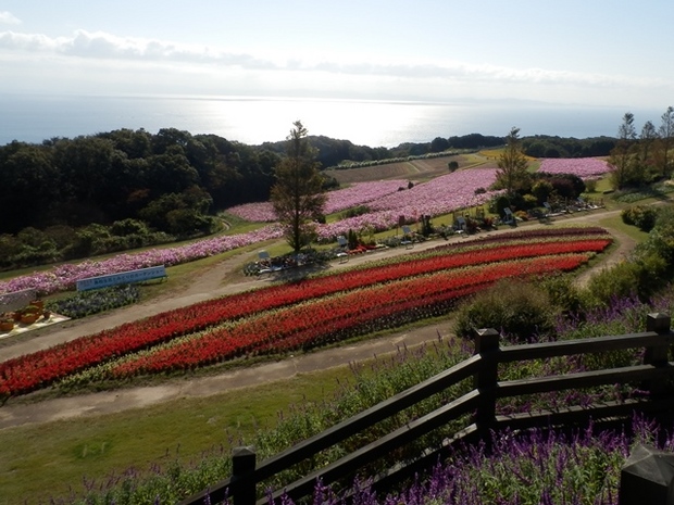 あわじ花さじき16.jpg