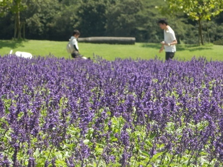 あわじ花さじき17.jpg