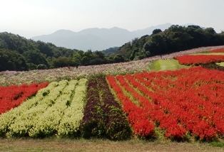 あわじ花さじき18.jpg