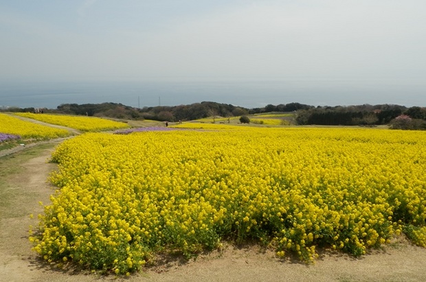 あわじ花さじき18.jpg