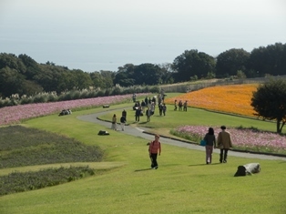 あわじ花さじき19.jpg