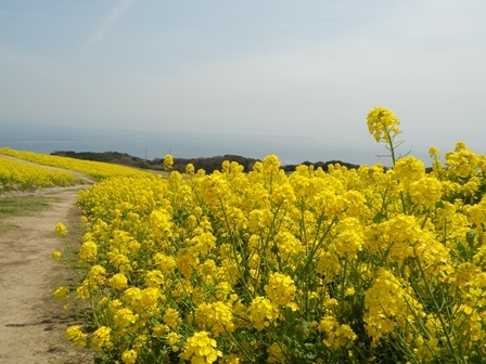 あわじ花さじき19.jpg