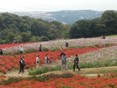 あわじ花さじき2.jpg