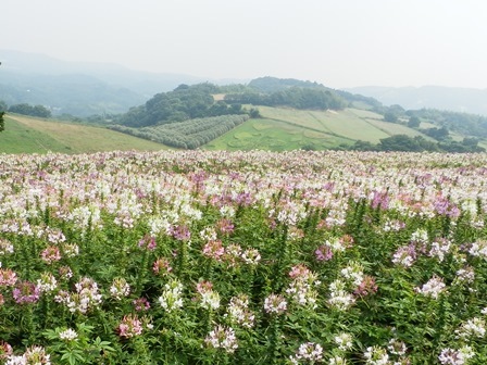 あわじ花さじき2.jpg