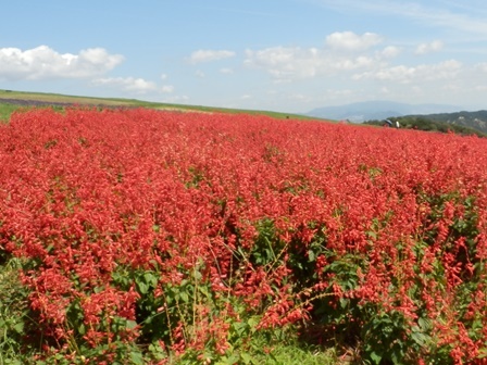 あわじ花さじき2.jpg