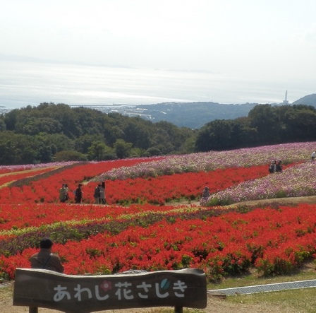 あわじ花さじき3.jpg