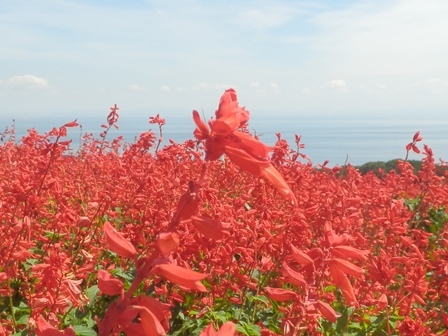 あわじ花さじき4.jpg