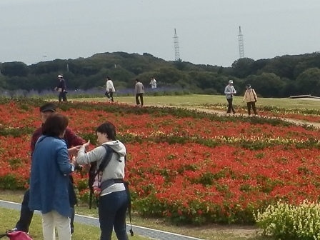 あわじ花さじき4.jpg