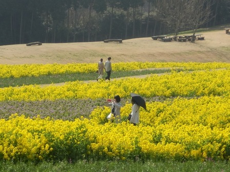 あわじ花さじき4.jpg