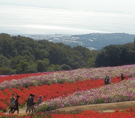 あわじ花さじき4.jpg