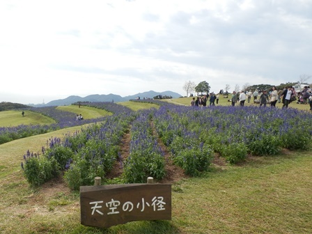 あわじ花さじき5.jpg