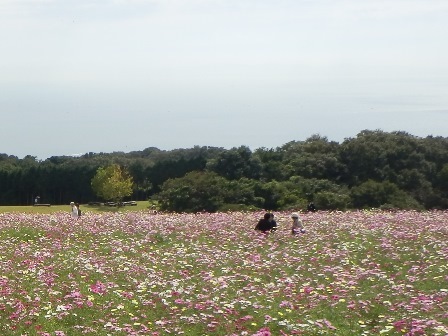 あわじ花さじき6.jpg