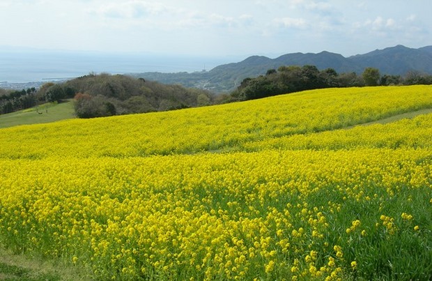 あわじ花さじき6.jpg