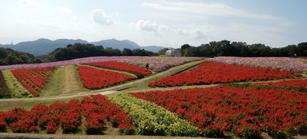 あわじ花さじき6.jpg