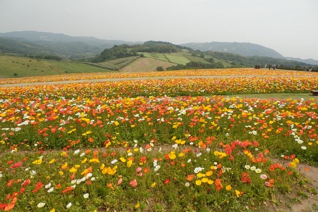 あわじ花さじき6.jpg