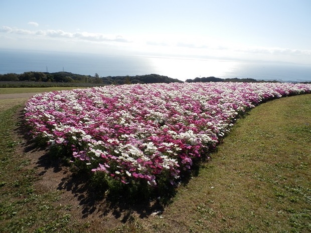 あわじ花さじき6.jpg