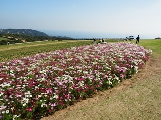 あわじ花さじき6.jpg