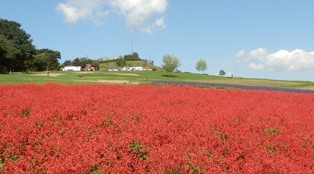 あわじ花さじき6.jpg