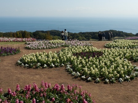 あわじ花さじき7.jpg