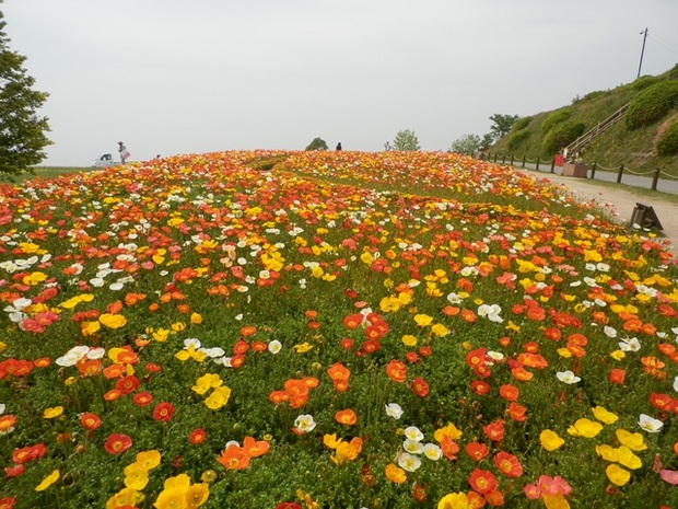 あわじ花さじき7.jpg