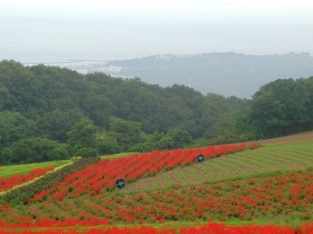 あわじ花さじき7.jpg