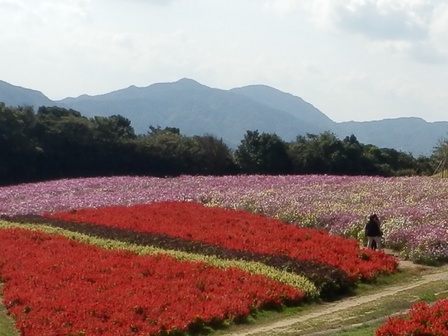 あわじ花さじき7.jpg