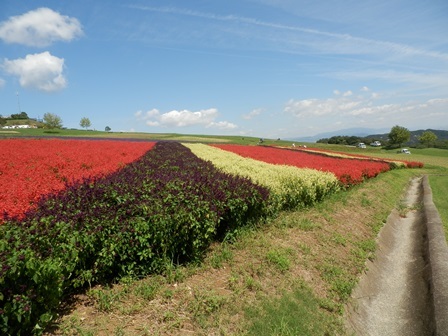 あわじ花さじき7.jpg