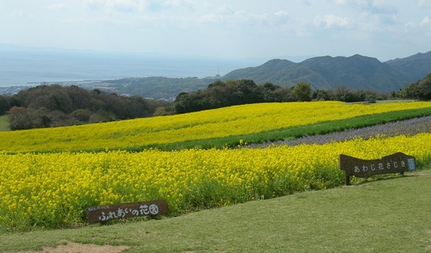 あわじ花さじき8.jpg