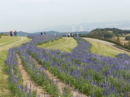 あわじ花さじき8.jpg