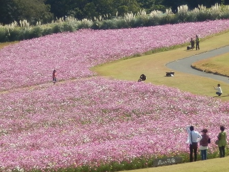 あわじ花さじき8.jpg