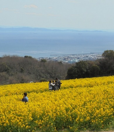 あわじ花さじき8.jpg