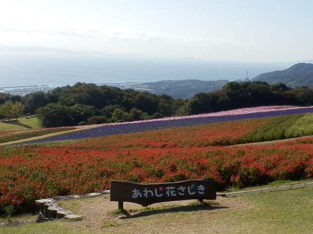 あわじ花さじき8.jpg