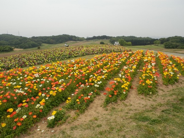 あわじ花さじき8.jpg