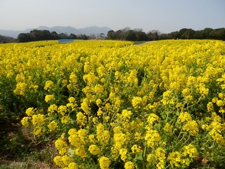 あわじ花さじき9.jpg