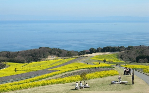 あわじ花さじき9.jpg