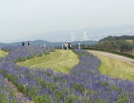 あわじ花さじき9.jpg