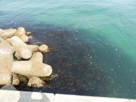 明神漁港18.jpg