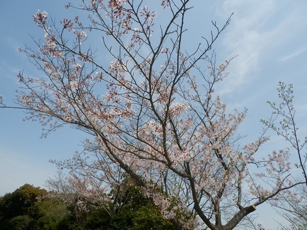 淡路島公園9.jpg