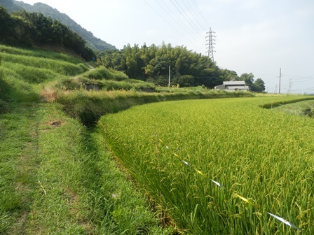 野島轟木4.jpg